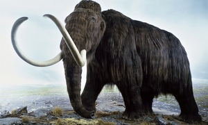 Mammoth