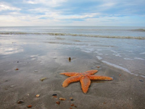 Norman's Bay Starfish