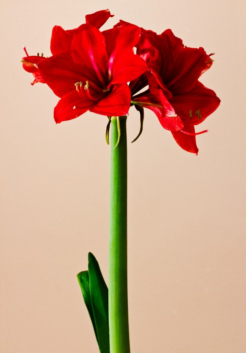 amaryllis