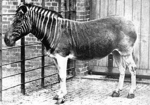 rare-photos-quagga