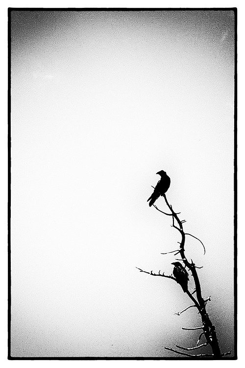 tumblr_nal1z0kuvj1qccobxo1_500