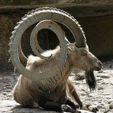 ibex