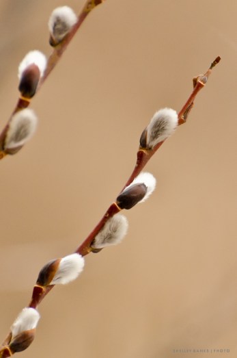 pussy willow1