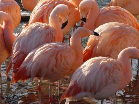 Flamingos