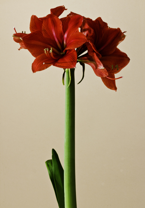 amaryllis