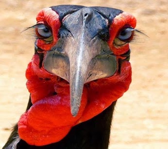 1557453_625734367462430_1682054384_n