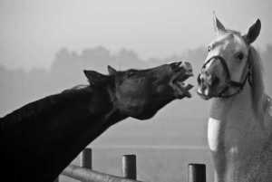 tumblr_lygd8uGBVd1ropssuo1_500